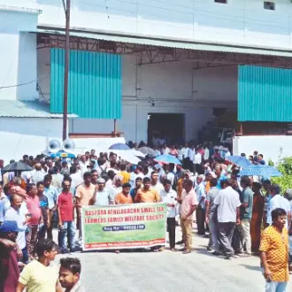 Severe exploitation: Unscrupulous traders ruining tea quality, say growers Severe exploitation: Unscrupulous traders ruining tea quality, say growers