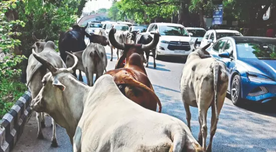 Stray cattle crisis exposes gaps in policy, enforcement Stray cattle crisis exposes gaps in policy, enforcement
