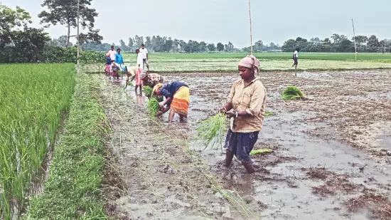 Move initiated to revive aroma & quality of famed Tulaipanji rice of Raiganj
