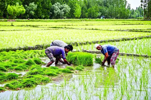 Around 500 Malda farmers attempt revival of lost varieties of rice in initiative of Agri dept