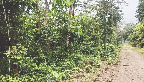 Electric fencing proves effective in preventing jumbo intrusions Electric fencing proves effective in preventing jumbo intrusions
