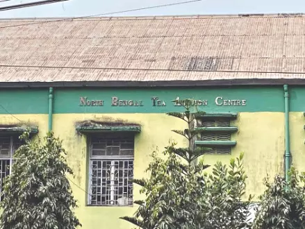 Just two months after resuming ops, tea auctions come to a halt at Jalpaiguri Centre Just two months after resuming ops, tea auctions come to a halt at Jalpaiguri Centre