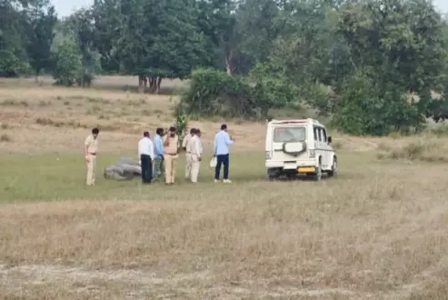 Elephant found dead with tusks missing in TNs Nilgiris district Elephant found dead with tusks missing in TNs Nilgiris district