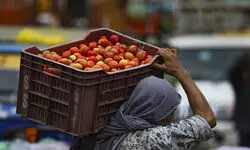 Centre launches subsidised tomato sale at Rs 47-60/kg in Delhi as prices spike due to rains