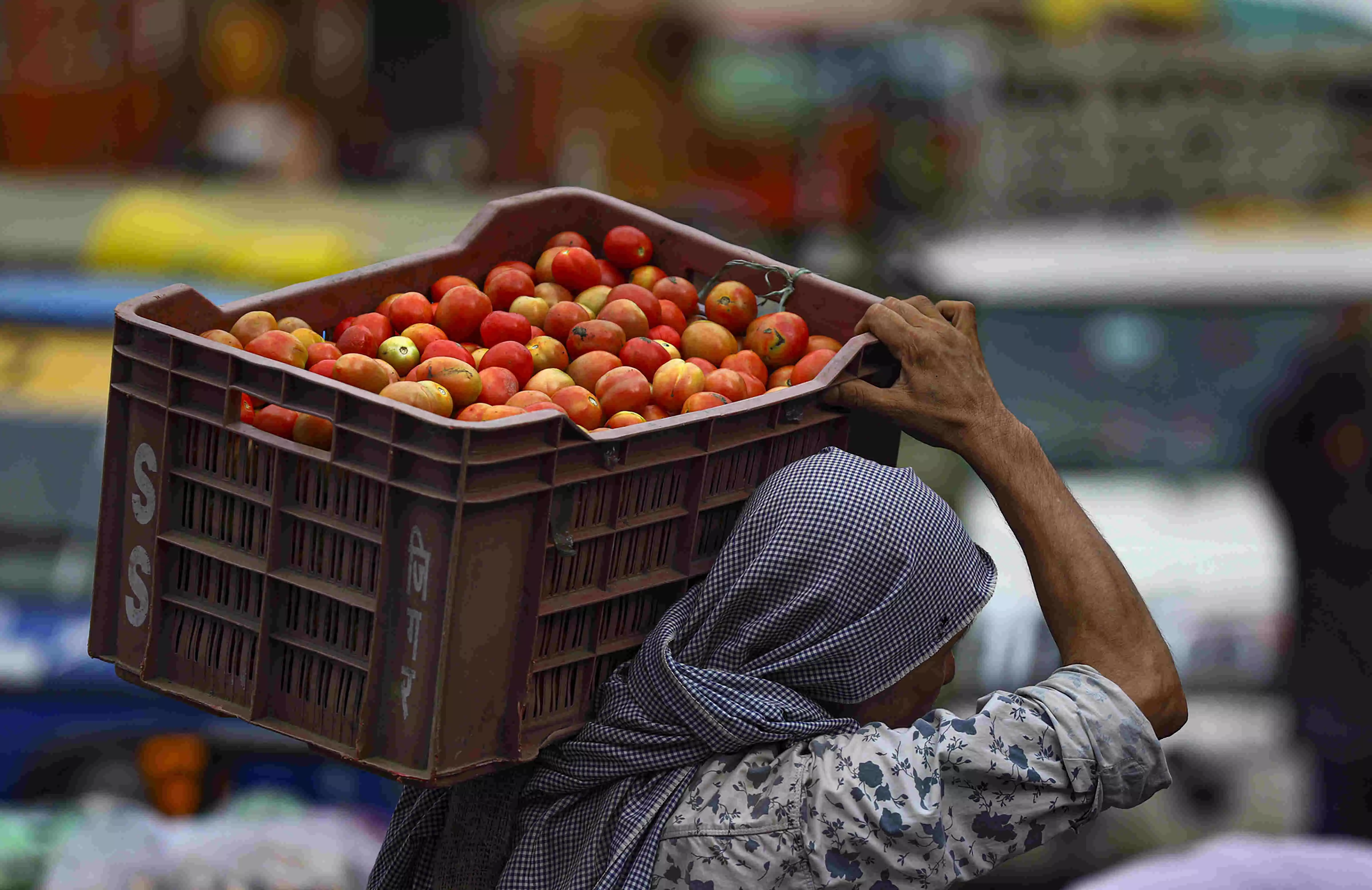 Centre launches subsidised tomato sale at Rs 47-60/kg in Delhi as prices spike due to rains