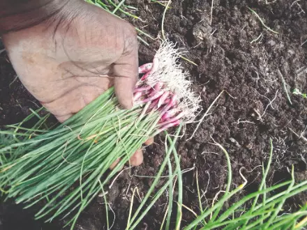 N Bengal to begin experimental cultivation of monsoon onions