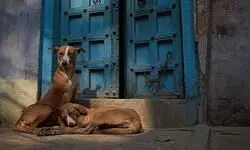 SC directs Delhi-NCR authorities to remove stray dogs from streets, put them in shelters