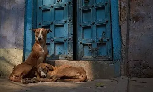 SC directs Delhi authorities to pick up stray dogs, keep them in shelters