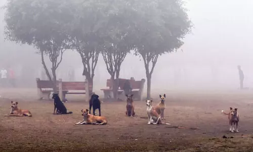Impractical, financially unviable: Maneka Gandhi slams SC order on stray dogs