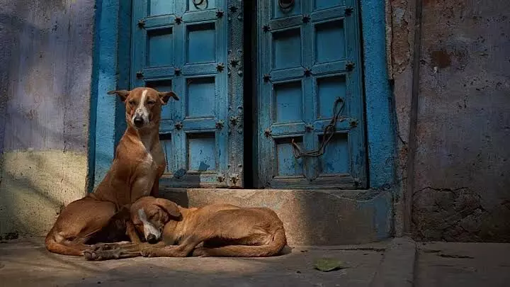 SC directs Delhi-NCR authorities to remove stray dogs from streets, put them in shelters