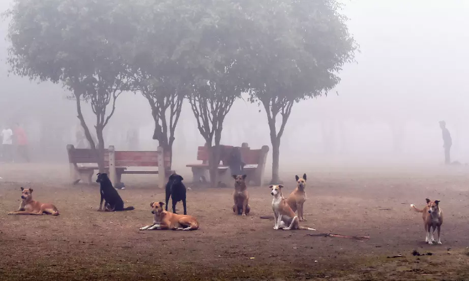 Impractical, financially unviable: Maneka Gandhi slams SC order on stray dogs