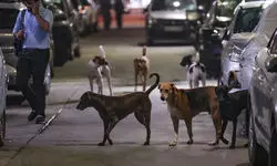 SC orders disposal of leftover food inside its premises to prevent dog bites