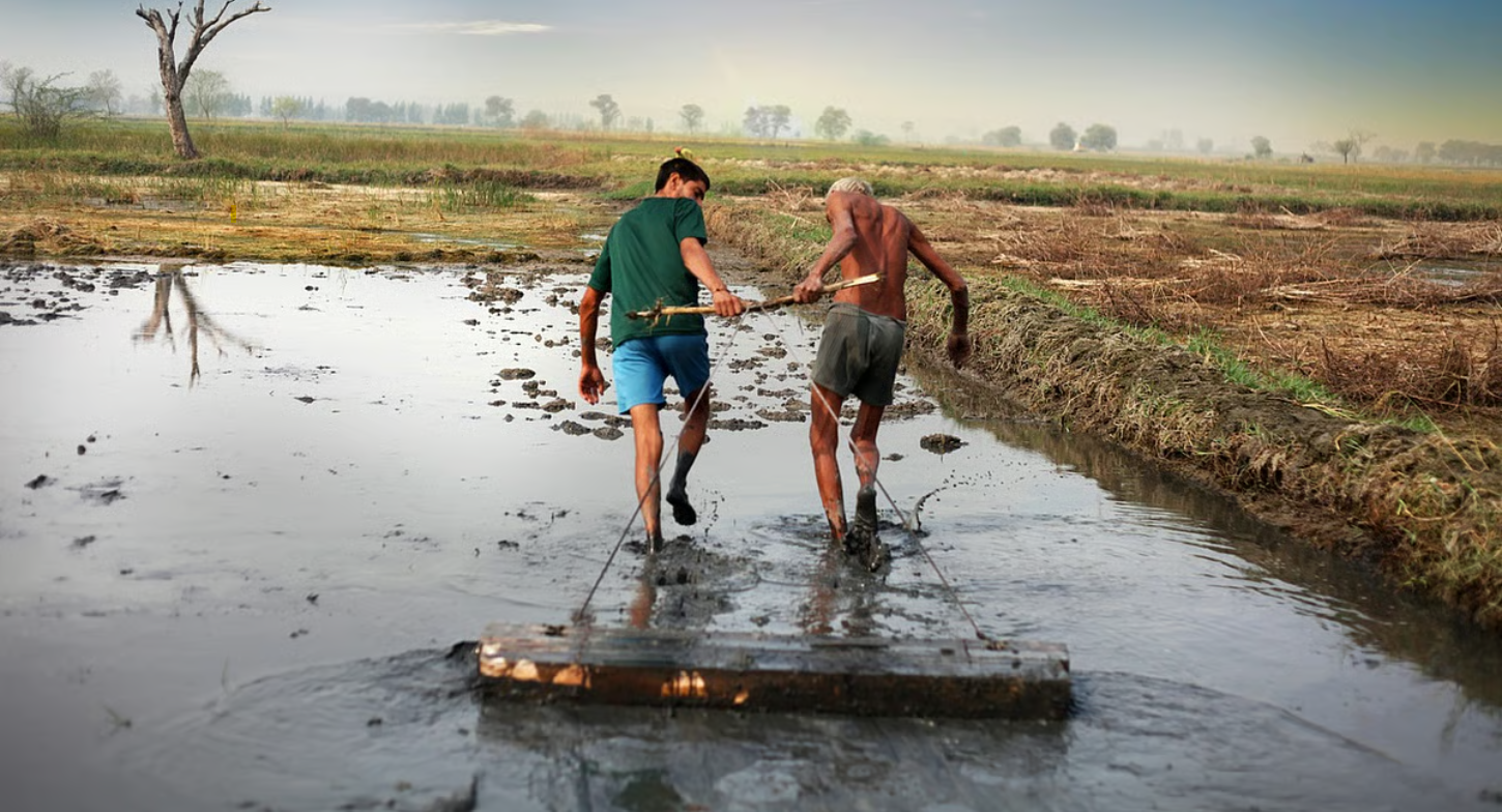 Fewer Farms, Older Hands Fewer Farms, Older Hands