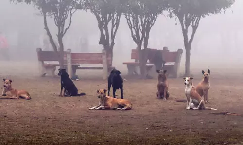 Stray dogs bite two college students in Bengaluru