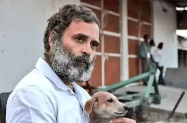 These voiceless souls are not ‘problems’ to be erased: Rahul Gandhi criticises SC ruling on stray dogs These voiceless souls are not ‘problems’ to be erased: Rahul Gandhi criticises SC ruling on stray dogs