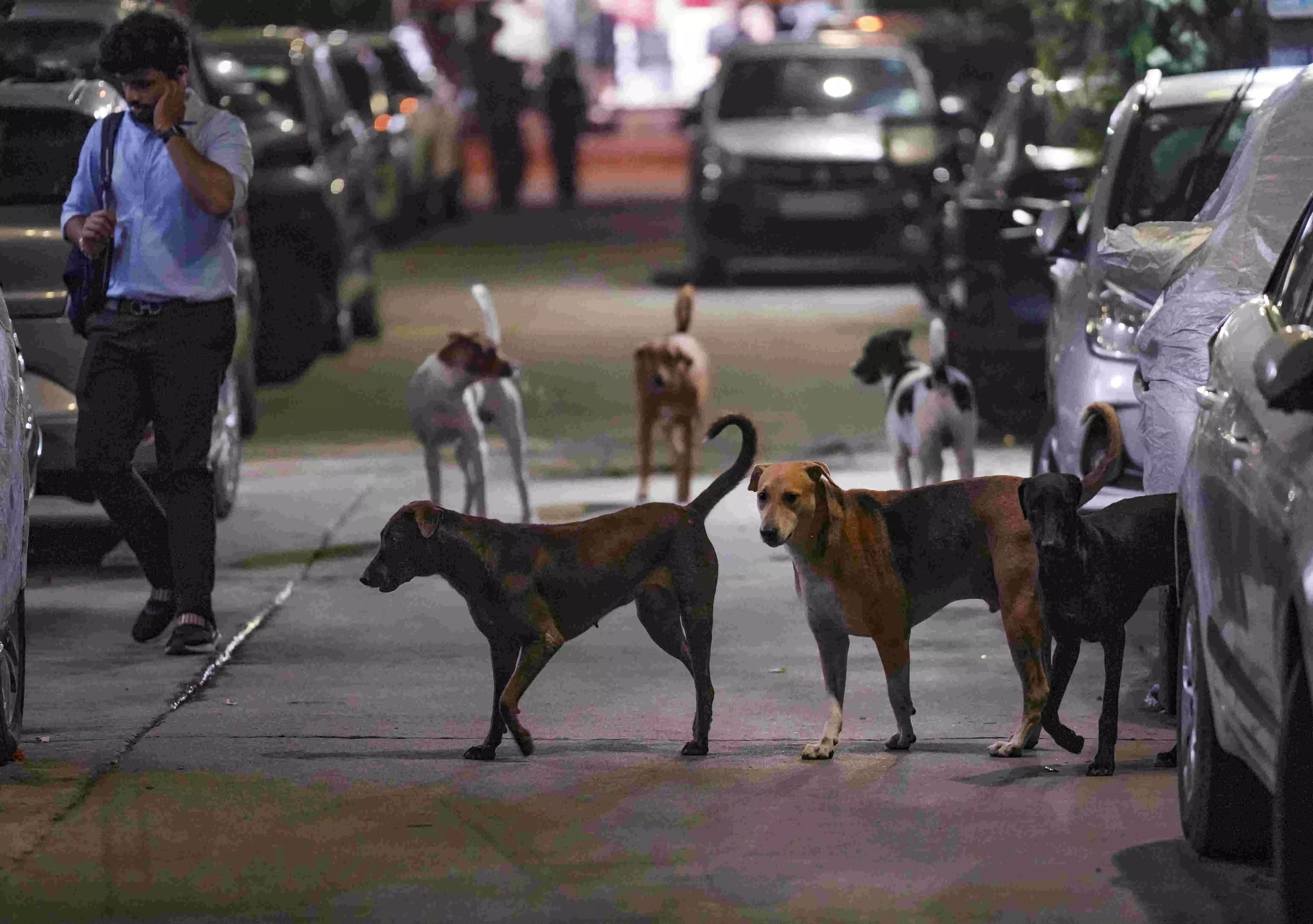 SC orders disposal of leftover food inside its premises to prevent dog bites SC orders disposal of leftover food inside its premises to prevent dog bites