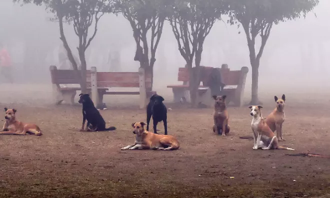 Stray dogs bite two college students in Bengaluru