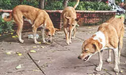 SC: Judiciary’s responsibility to have courage to remind people of truths