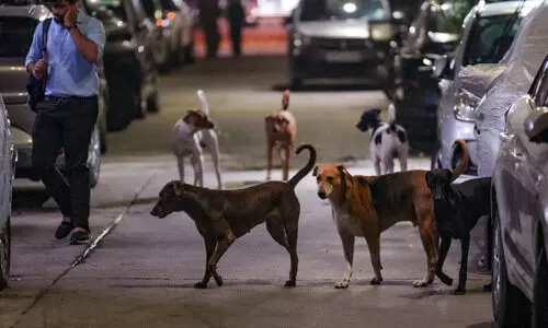 Supreme Court refers stray dogs case to new three-judge bench; hearing tomorrow