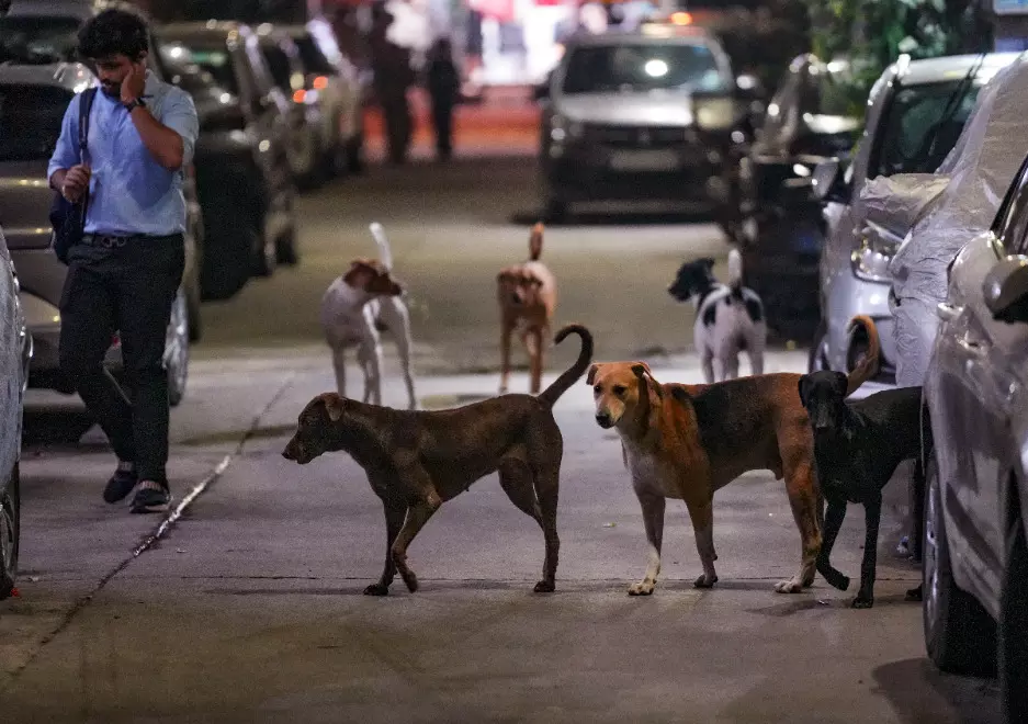 Supreme Court refers stray dogs case to new three-judge bench; hearing tomorrow