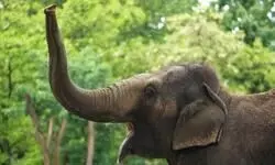 Completely vague: SC on plea to return captive elephants kept in Vantara