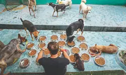 Stray dog menace ‘not a debate’ says Delhi in SC, urges immediate action