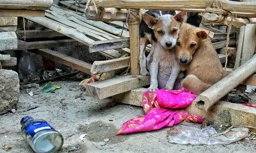 Delhi’s Stray Dilemma