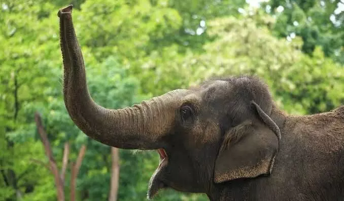 Completely vague: SC on plea to return captive elephants kept in Vantara