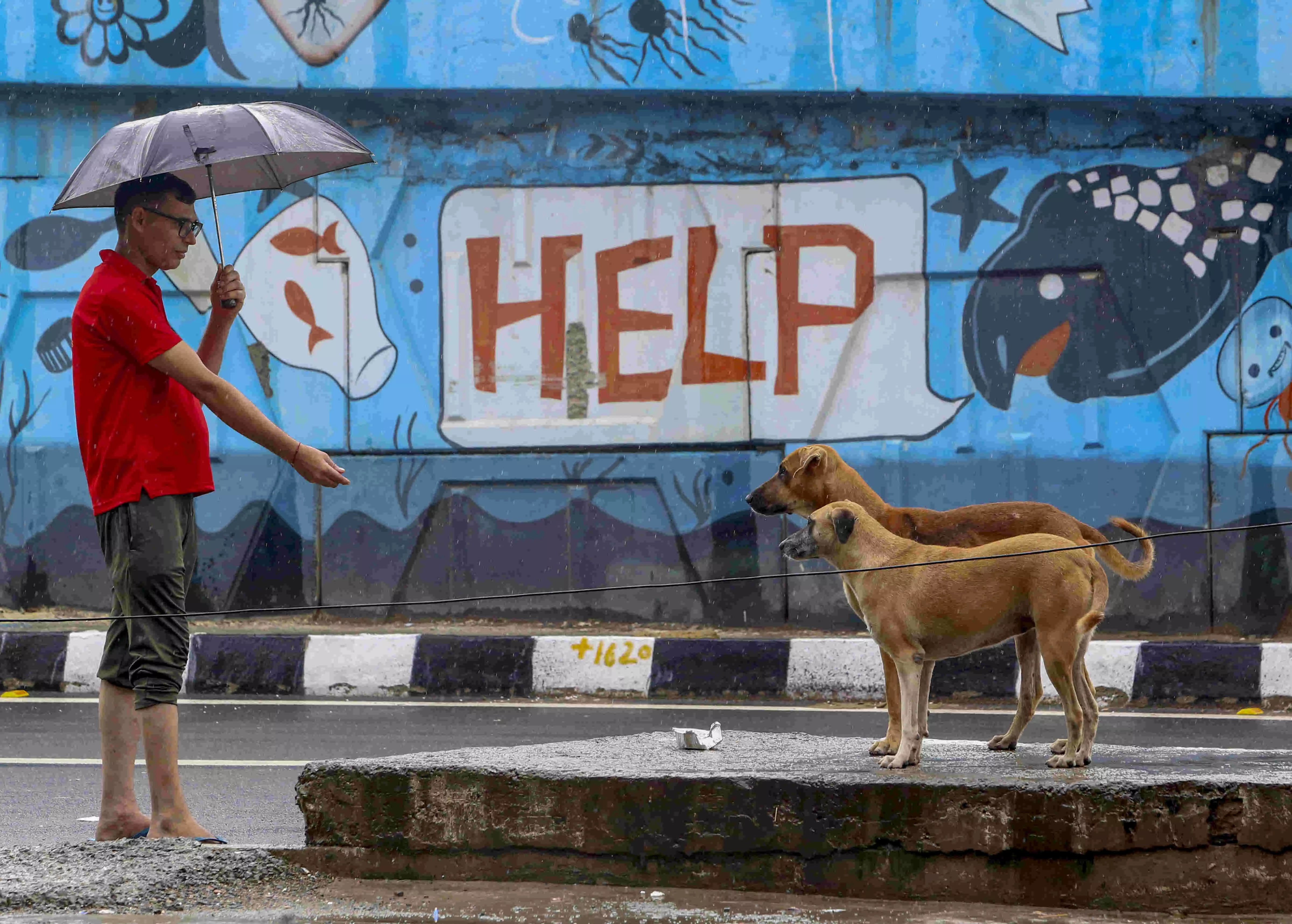 SC says whole problem due to inaction of local authorities, reserves order on stray dogs