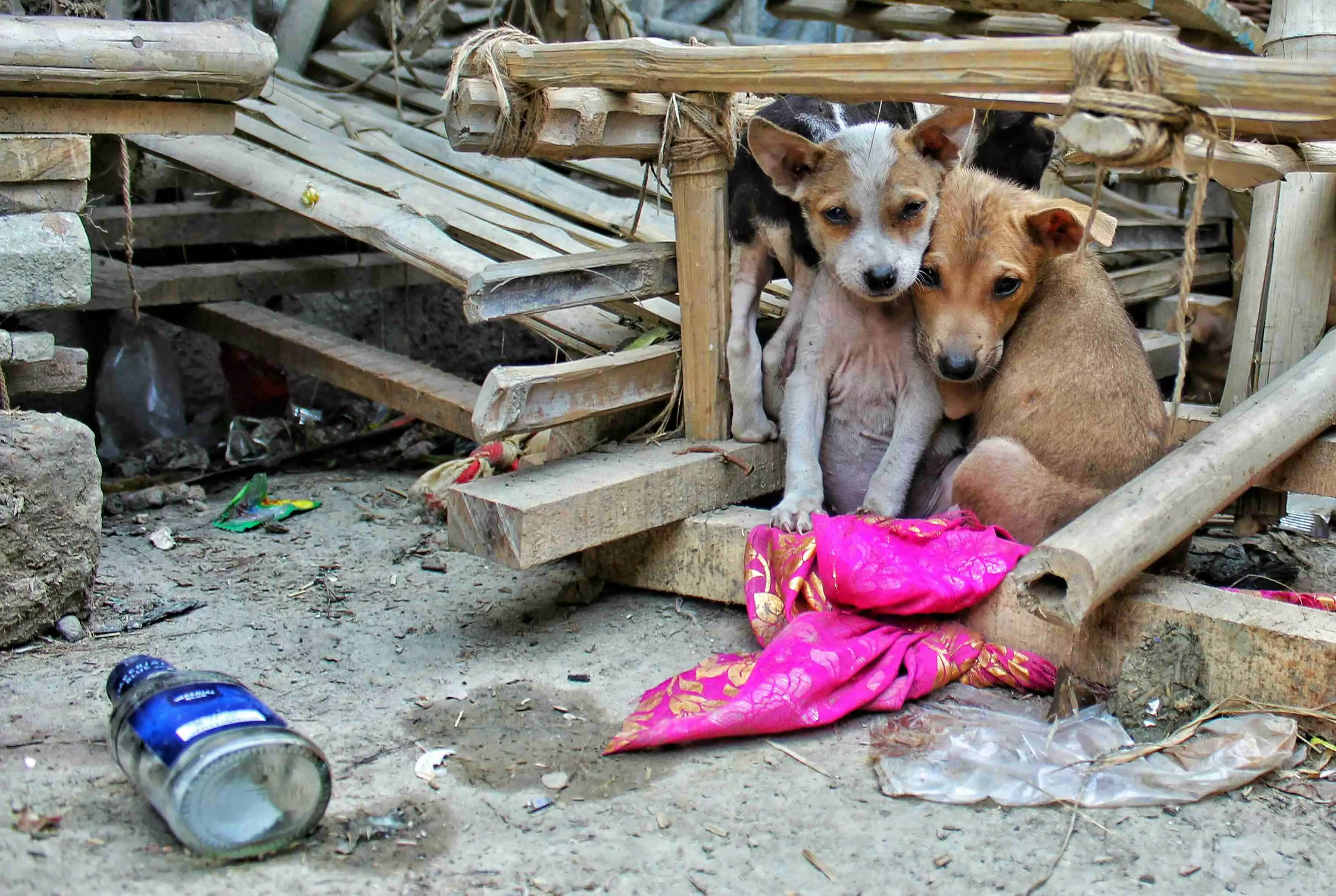 Delhi’s Stray Dilemma