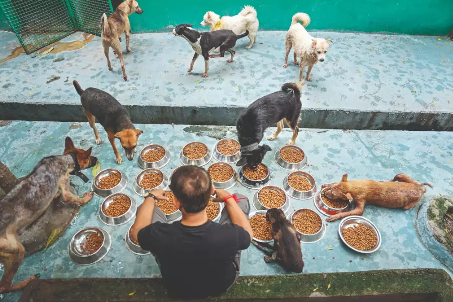 Stray dog menace ‘not a debate’ says Delhi in SC, urges immediate action