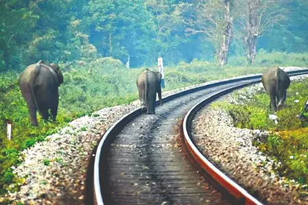 Forest dept urges Rlys to adopt acoustic tech in South Bengal to save elephants