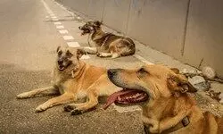 Unfriended Companions Unfriended Companions