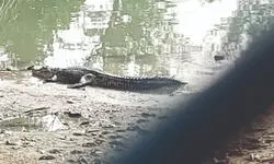 Study findings: ‘Sunderbans saltwater crocodile population shows steady growth’