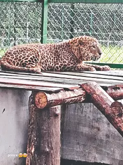 Leopards move to open enclosures at South Khayerbari after 14 yrs in captivity Leopards move to open enclosures at South Khayerbari after 14 yrs in captivity
