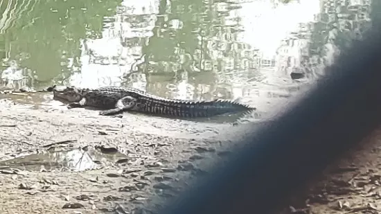 Study findings: ‘Sunderbans saltwater crocodile population shows steady growth’ Study findings: ‘Sunderbans saltwater crocodile population shows steady growth’
