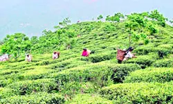 North Bengal tea garden bonus talks set for August 28