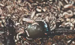 Bengal team develops new method to solve crimes, estimate time of death