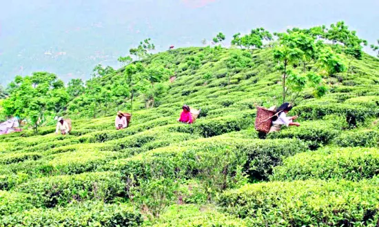 North Bengal tea garden bonus talks set for August 28