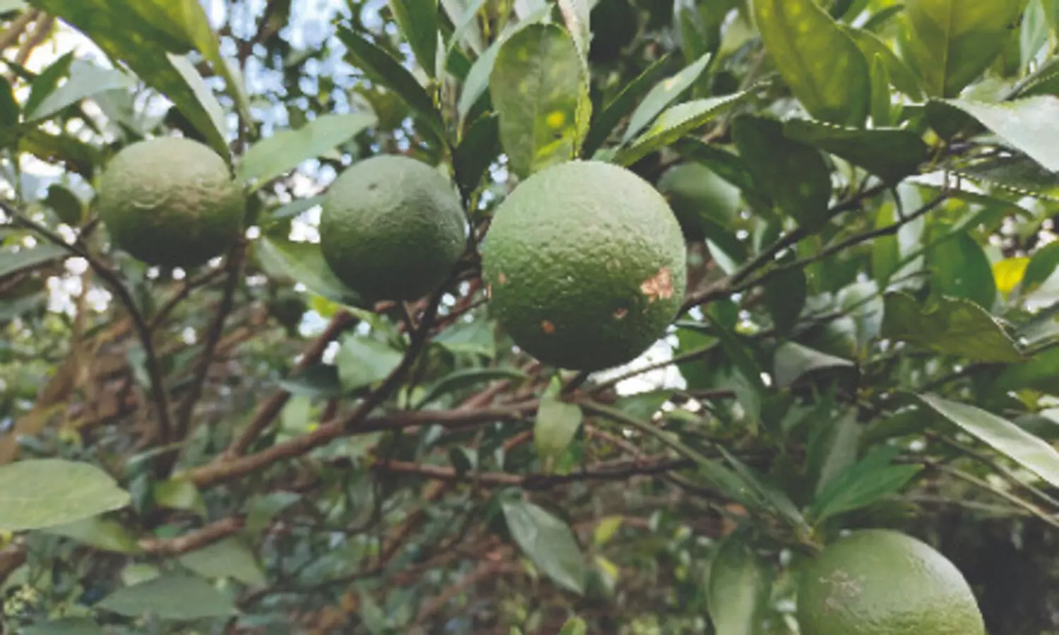 Alternative farming success in Malda: Farmer finds fortune in malta cultivation