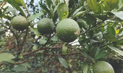 Alternative farming success in Malda: Farmer finds fortune in malta cultivation Alternative farming success in Malda: Farmer finds fortune in malta cultivation