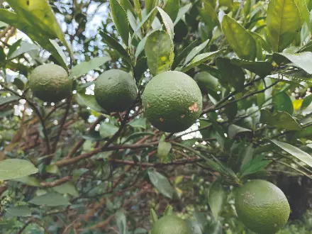 Alternative farming success in Malda: Farmer finds fortune in malta cultivation