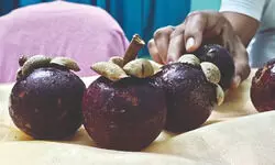 NBU begins experimental mangosteen farming with seedlings from Thailand NBU begins experimental mangosteen farming with seedlings from Thailand
