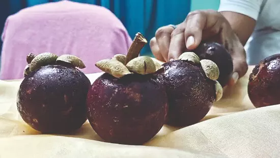 NBU begins experimental mangosteen farming with seedlings from Thailand NBU begins experimental mangosteen farming with seedlings from Thailand