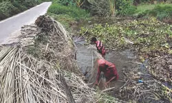 South Dinajpur: Farmers hopeful of good yield as rains aid jute processing