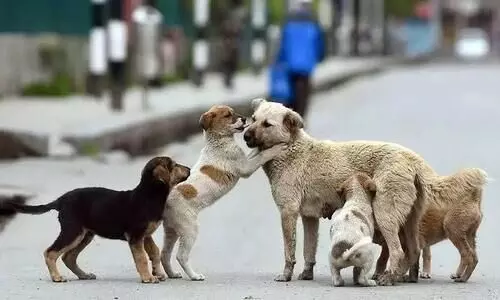 SC modifies direction on stray dogs in Delhi, says canines be released after sterilisation