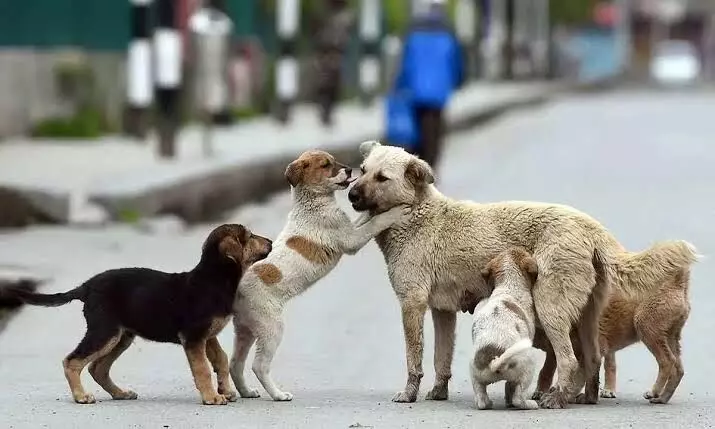 No feeding on roads, sterilise and release: Supreme Courts big order on stray dogs
