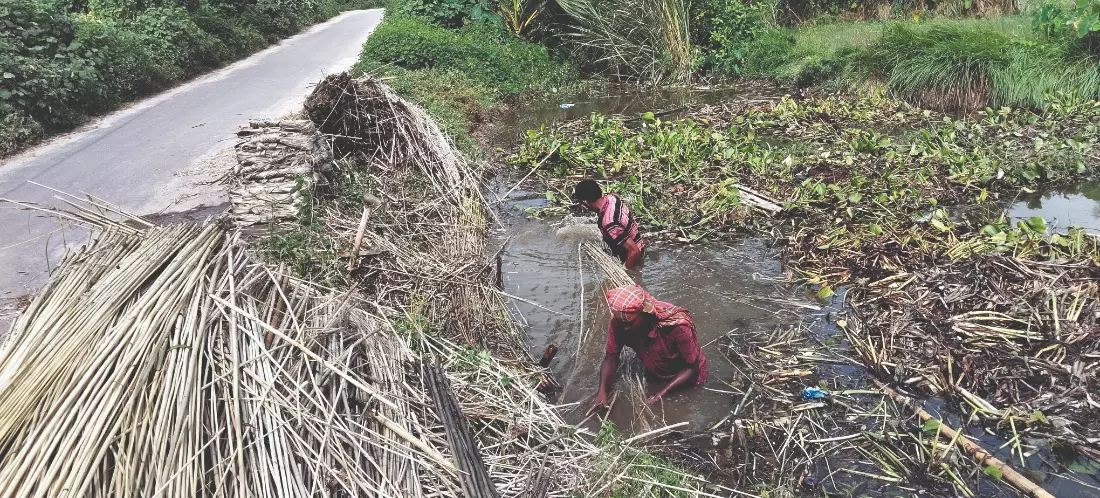 South Dinajpur: Farmers hopeful of good yield as rains aid jute processing South Dinajpur: Farmers hopeful of good yield as rains aid jute processing