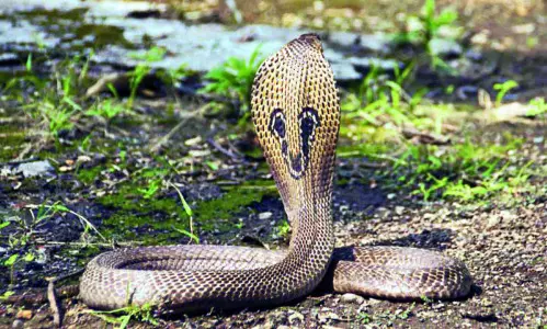 ‘Professional snake catchers to soon join’ KMC’s cleanup drives ‘Professional snake catchers to soon join’ KMC’s cleanup drives