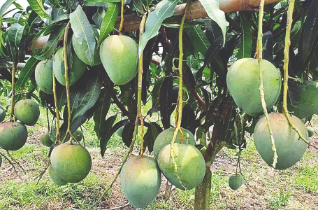 Taste of tradition: GI tag sought for Malda’s ‘Langra’ mango